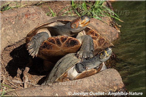 tortue - Brésil - podocnémides de Cayenne