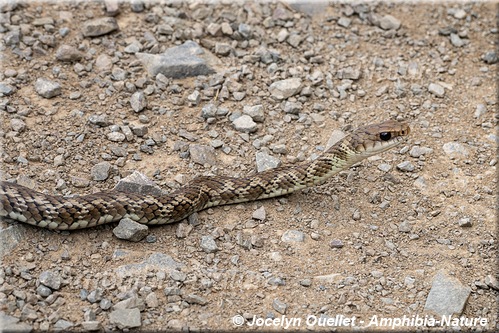 couleuvre verte de Jan - Argentine