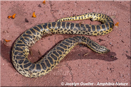 anaconda géant (Green Anaconda - Eunectes murinus) - Brésil