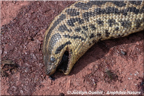 anaconda géant (Green Anaconda - Eunectes murinus) - Brésil