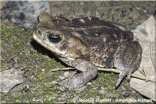 Rhinella horribilis - Panama