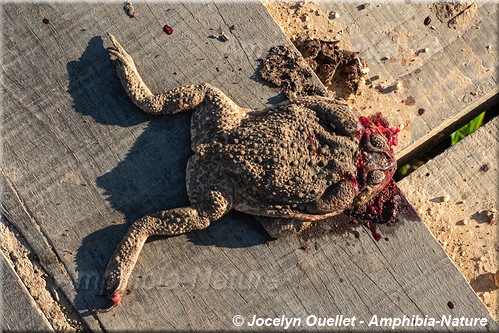 Rhinella horribilis - Brésil