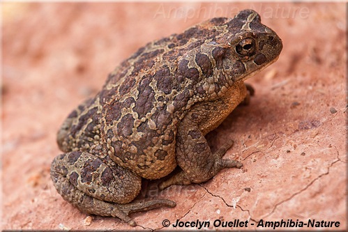 Sclerophrys mauritanica - crapaud de Maurétanie - Maroc