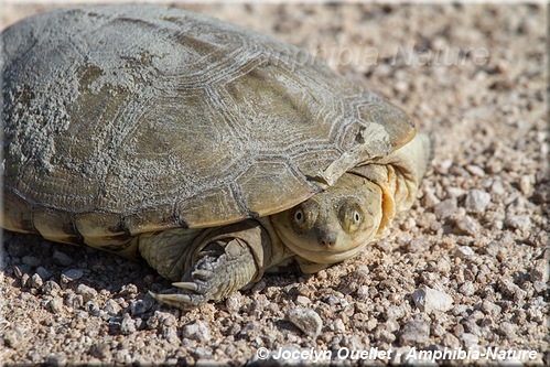 tortues - parc national d'Etosha, Namibie
