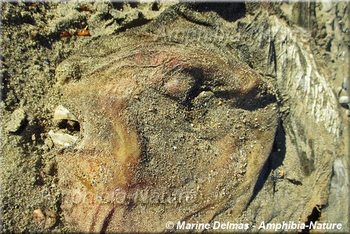 poisson-lune échoué sur une plage de la Côte-Nord.