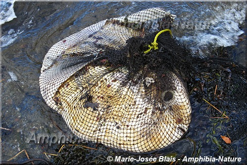 poisson-lune pris dans un filet