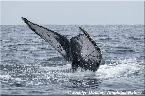 queue de rorqual à bosse