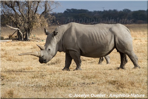 rhinocéros blanc