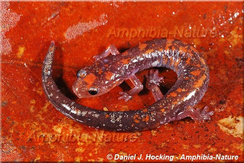 Eastern Red-backed Salamander - coloration 12
