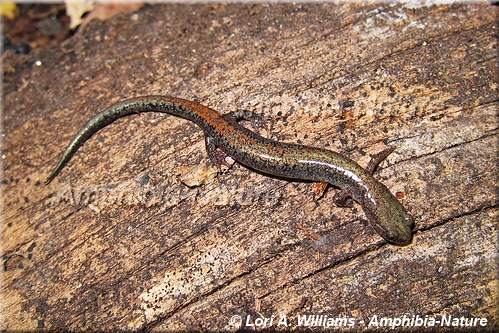 Eastern Red-backed Salamander - coloration 13