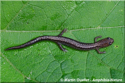 Eastern Red-backed Salamander - coloration 24