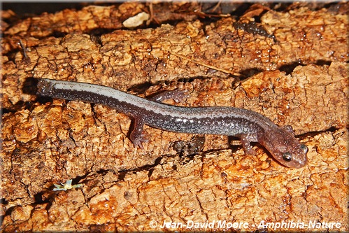 Eastern Red-backed Salamander - coloration 25