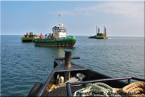 Bateaux effectuant une surveillance des mammifères marins
