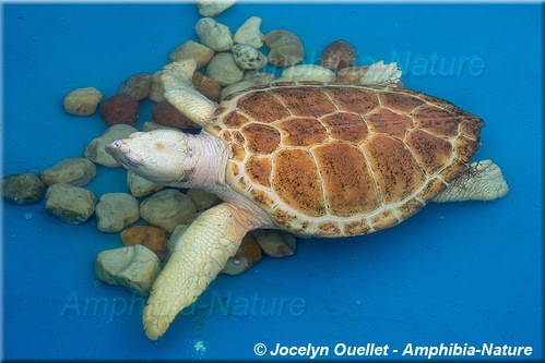 tortue caouanne albinos