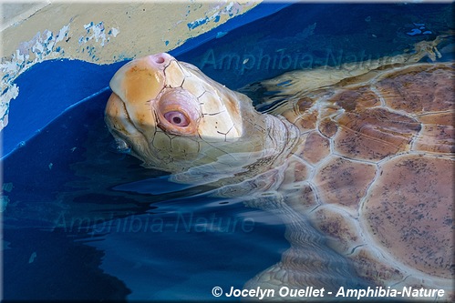 tortue caouanne albinos