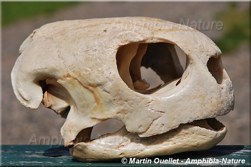 crâne et mâchoires d'une tortue verte