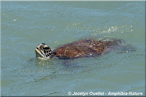 tortue verte - Guyane française