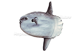 poisson-lune - ocean sunfish 
