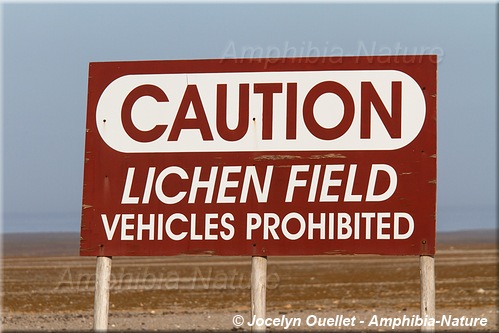 panneau 13 - lichen