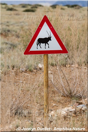 panneau 18 - oryx