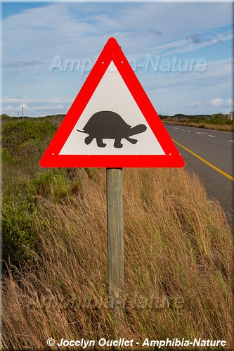 panneau 2 - tortue