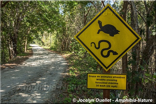 panneau 33 - tortue, serpent